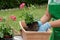 Woman potting geranium flowers