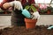 Woman potting seedling in greenhouse, closeup.