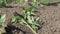 A woman is pouring from a bucket a row of Young green tomatoes just planted in the ground are standing on a sun in the