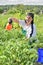 Woman pours green tomatoes