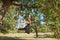 Woman practicing antigravity yoga at the tree near the river