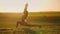 Woman is practicing yoga outdoors in park evening on background beautiful field and sunset. Fitness in nature. Stretching health