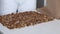 A woman prepares kozinak from nuts. Places the toasted nuts on a non-stick mat. Sunflower seeds, peanuts and walnuts roasted in