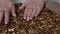 A woman prepares kozinak from nuts. Places the toasted nuts on a non-stick mat. Sunflower seeds, peanuts and walnuts roasted in