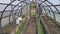 Woman preparing soil in greenhouse