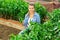 Woman professional horticulturist during harvesting of green peppers