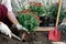 Woman in protective gloves planting flowers in the garden in spring or summer