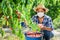 Woman in protective mask harvesting ripe peaches in orchard