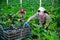 Woman in protective mask harvesting ripe zucchini in greenhouse