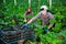 Woman in protective mask harvesting ripe zucchini in greenhouse