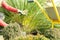 A woman pruned plants in the garden with a pruner, preparing the garden for the winter, a garden trolley, garden work