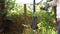 Woman pruning and cutting tree branches in summer garden