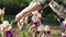 Woman pruning the dried flowers on the iris bushes with a secateur. Sunlight. Close up of hands and flowers. Zoom out