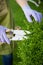 Woman pruning an ornamental privet hedge