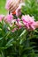 Woman pruning pink peonies flowers for bouquet with secateurs in the garden. large photo of the cropping process