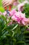 Woman pruning pink peonies flowers for bouquet with secateurs in the garden. vertical photo