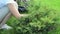 Woman pulling fresh grass weed