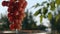 A woman pulls out a large ripe bunch of grapes from a bucket of water, and drops of water flow down it. Slow motion