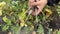 A woman pulls out a white radish from the garden. Growing natural vegetables. The hand of a female farmer pulling radishes