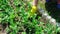 Woman pulls weeds out of young peas plant close-up. Growing organic vegetables. Recycling plastic for garden. Slow