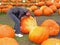 Woman with pumpkin at Fall Pumpkin Fest 