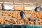 Woman on a pumpkin field with a hand cart