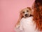 woman with puppy American Staffordshire Terrier posing in studio