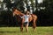 Woman with purebred dressage horse walking in a field