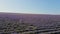 woman in purple dress and a straw hat is walking in a field lavender