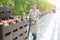 Woman pushing tomato crates on pallet jack at greenhouse