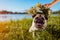 Woman puts flower wreath on pug dog`s head by river. Happy puppy chilling outdoors