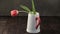 Woman puts pink spring tulip in white pitcher