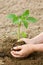 Woman puts a plant in the earth