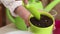 A woman puts soil into plastic cups and pots. Planting geraniums by cuttings. Transplanting geraniums into a pot. Close-up