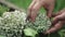 Woman putting cut flowering onion into the basket