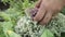 Woman putting cut flowering onion from the garden into the basket