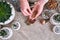 Woman putting expanded clay into brown plastic Pot for Succulent haworthia planting