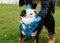 Woman putting a face mask English / British bulldog from coronavirus with blue gloved hands