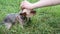 Woman putting harness on a small adorable Yorkshire terrier, sitting in grass