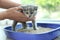 Woman putting her cute British Shorthair kitten in litter box at home