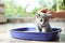 Woman putting her cute British Shorthair kitten in litter box at home. Space for text