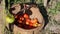 Woman putting ripped tomatoes in a wooden basket