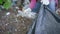 Woman is putting waste in bag, taking it from ground in woodland in summer day, close-up view of hands