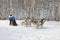 A woman in a race for four dogs of the breed Siberian husky in winter during Husky festival 2019 in Novosibirsk