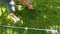 Woman rake fresh cut lawn grass