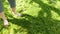 Woman rake fresh cut lawn grass