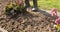 Woman rakes the garden and pulls weeds