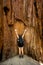 Woman Reaches Up the Side of Sequoia Trunk