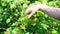 Woman reaps a crop of raspberries in garden