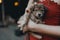 Woman in red dress holds cute puppy in hands